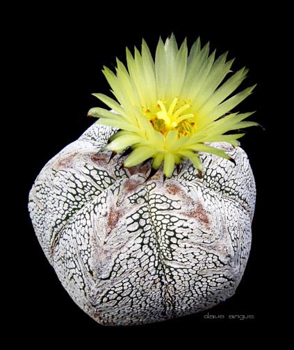 Kwitnące kaktusy - Astrophytum myrios o B1.jpg