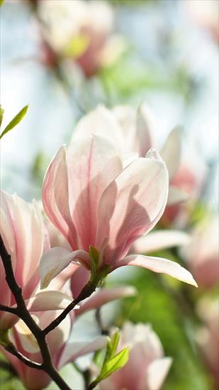 Magnolie  - kwiaty magnolii.jpg