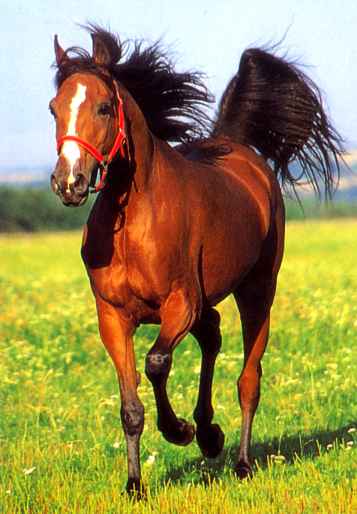 Konie - konie04.jpg