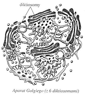plansze edukacyjne genetyka - Rysunek aparatu Golgiego.JPG