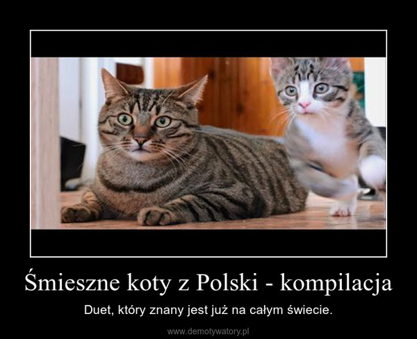 Galeria - Śmieszne koty z Polski - kompilacja.jpg