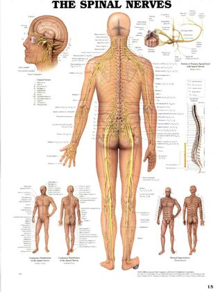 Plansze Anatomiczne - Plansza anatomiczna nerwy-rdzeniowe.jpg