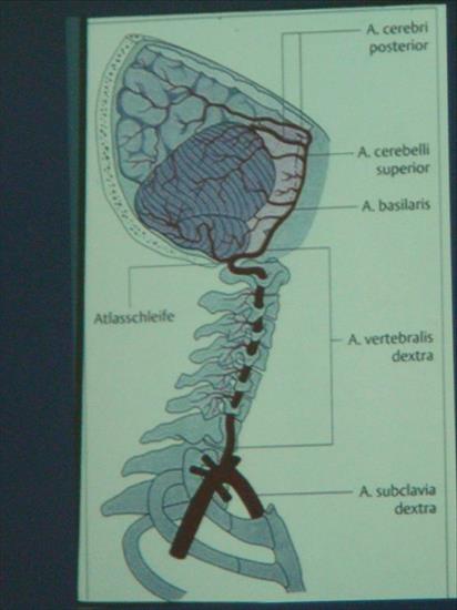 Terapia manualna kurs - DSC04024.JPG