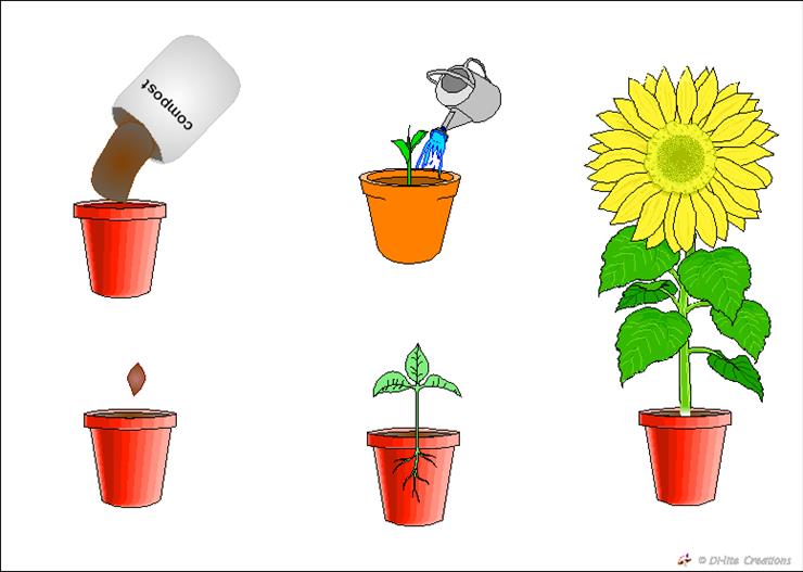 ogrodnik i jego narzędzia - słonecznik wzrost.gif