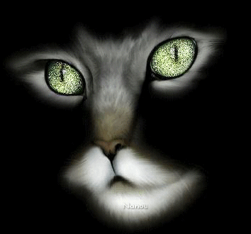 Śmieszne z kotami w roli głównej - oczy zielone głowy kota.gif
